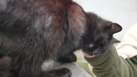 black cat approaching a hand