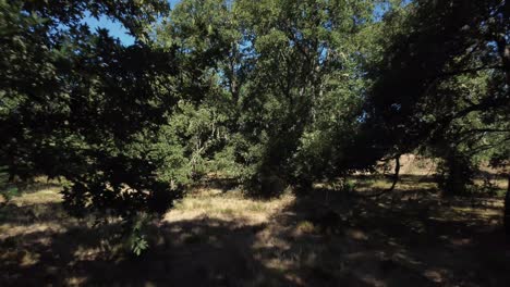 camera moving back through a forest of oak and chestnut trees