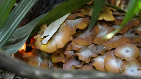 close-up of mushrooms among green leaves