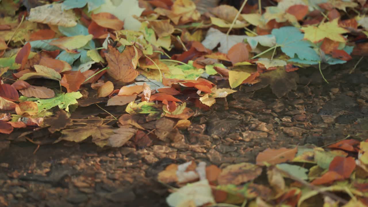 A shallow stream in the autumn forest, its banks covered with a thick blanket of fallen leaves