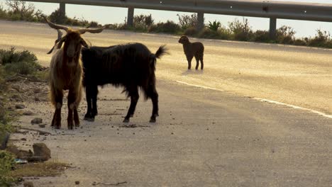 group of goats and a small goat standing on the street in the sunset