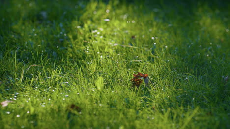 Grünes-Gras,-Glänzender-Tau-Auf-Sonnenlicht.-Dünne-Spinnweben-Auf-Nassem,-Grünem-Hintergrund.