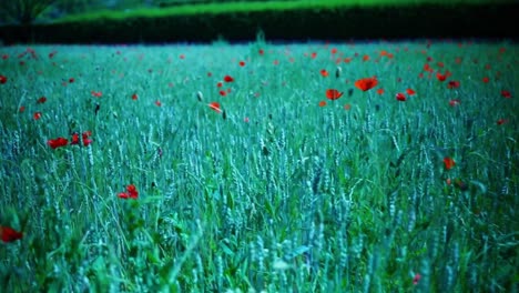 prado en francia en el viento en el sol con amapolas rojas