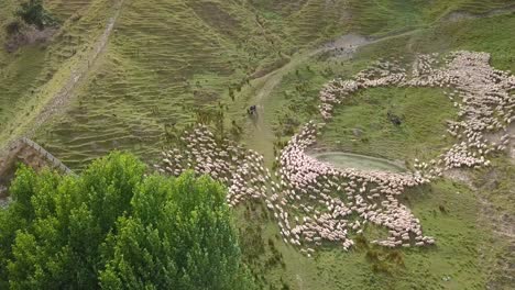 mustering a drove of sheep in the middle of greenfield in north island, new zealand - aerial shot