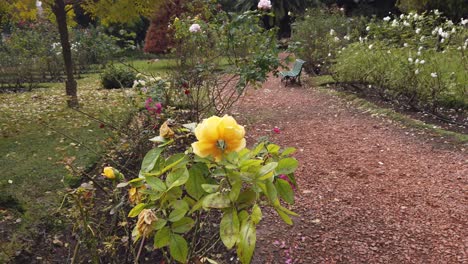 Yellow-roses-closeup-at-urban-green-park-of-Buenos-Aires-benches,-stone-path-walk