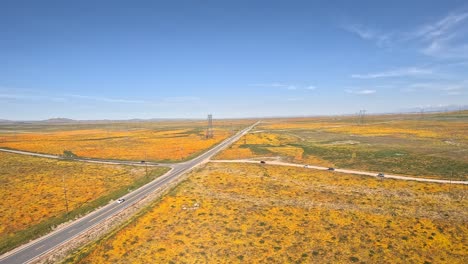 the mojave desert blossoms with wildflowers - aerial reveal