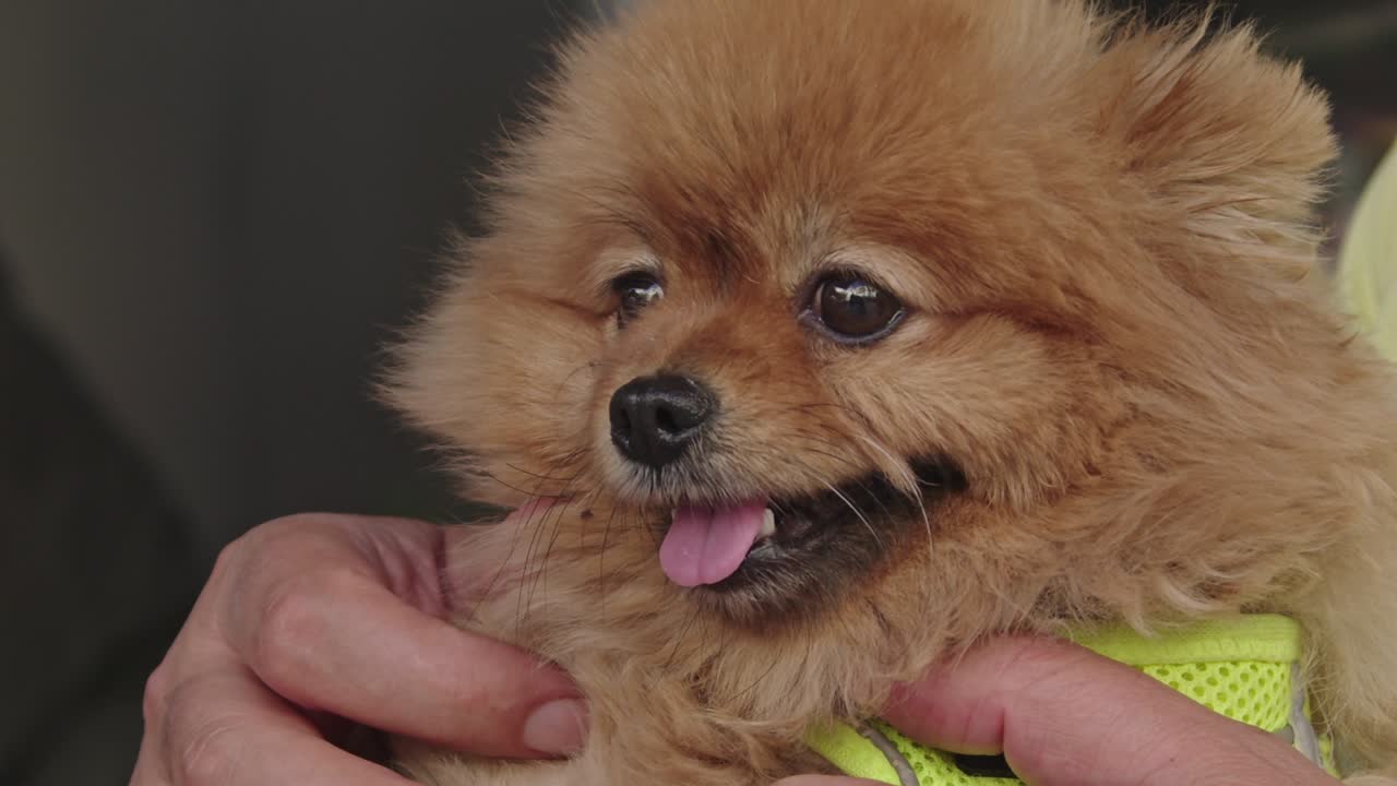 인간 친구의 무에 앉아 있는 귀여운 작은 포메라니아 개의 근접 촬영