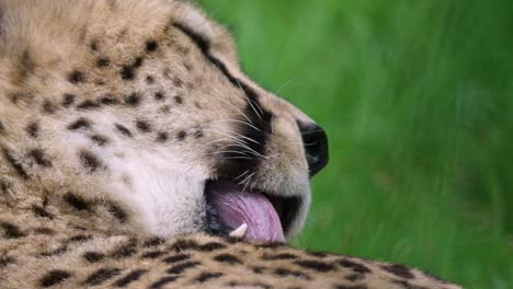 cheetah licking and cleaning its fur close up shot