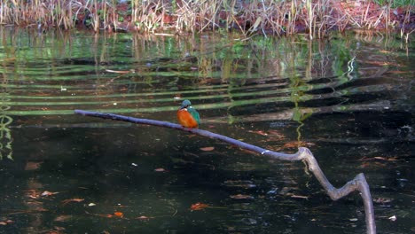 un martín pescador común sentado en una rama en el parque musashiseki en tokio, japón