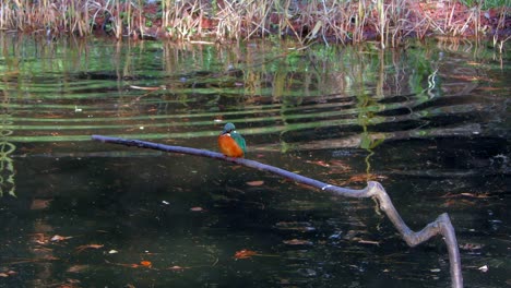 a common kingfisher sitting on a branch at musashiseki park in tokyo, japan