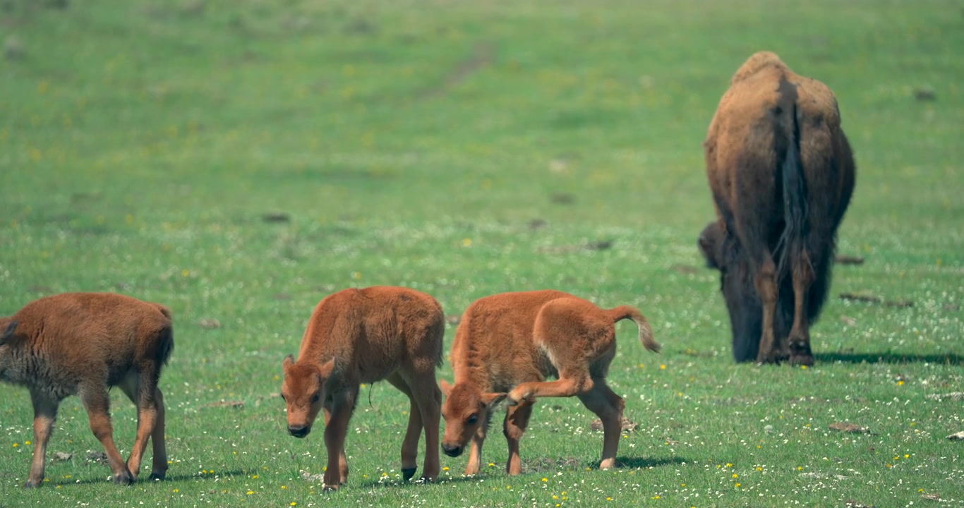 Se pueden ver tres crías de bisonte rascándose juguetonamente, mientras el resto de la manada pasta a su alrededor. Filmado en el Parque Nacional de Yellowstone.