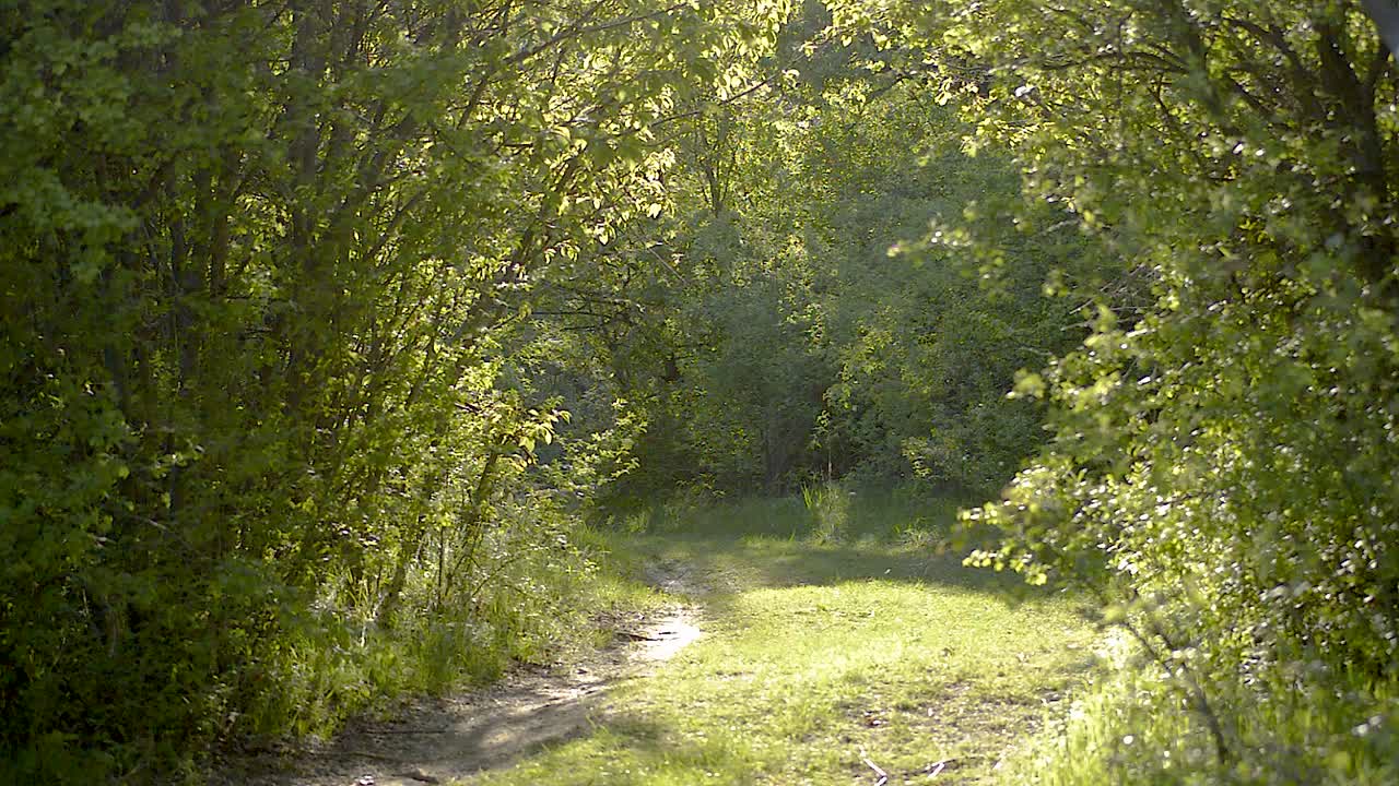 오래된 숲길 위의 나무로 만든 녹색 아치 아래를 날아다니는 바쁜 작은 파리와 곤충