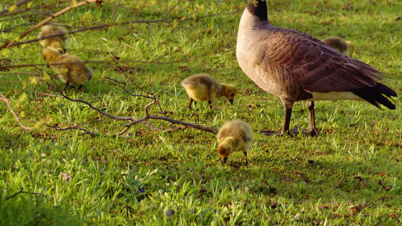 The first moments of life for Canada goslings—moving, feeding, and floating in slow motion.