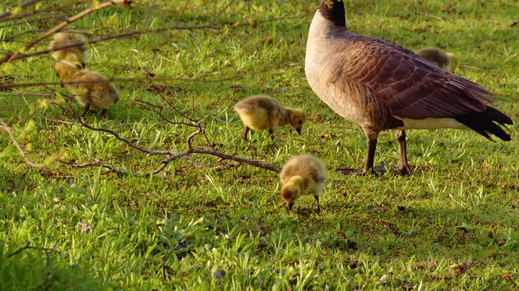 The first moments of life for Canada goslings—moving, feeding, and floating in slow motion.