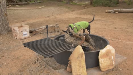 A-little-black-dog-in-a-green-shirt-sniffing-around-an-unlit-campfire