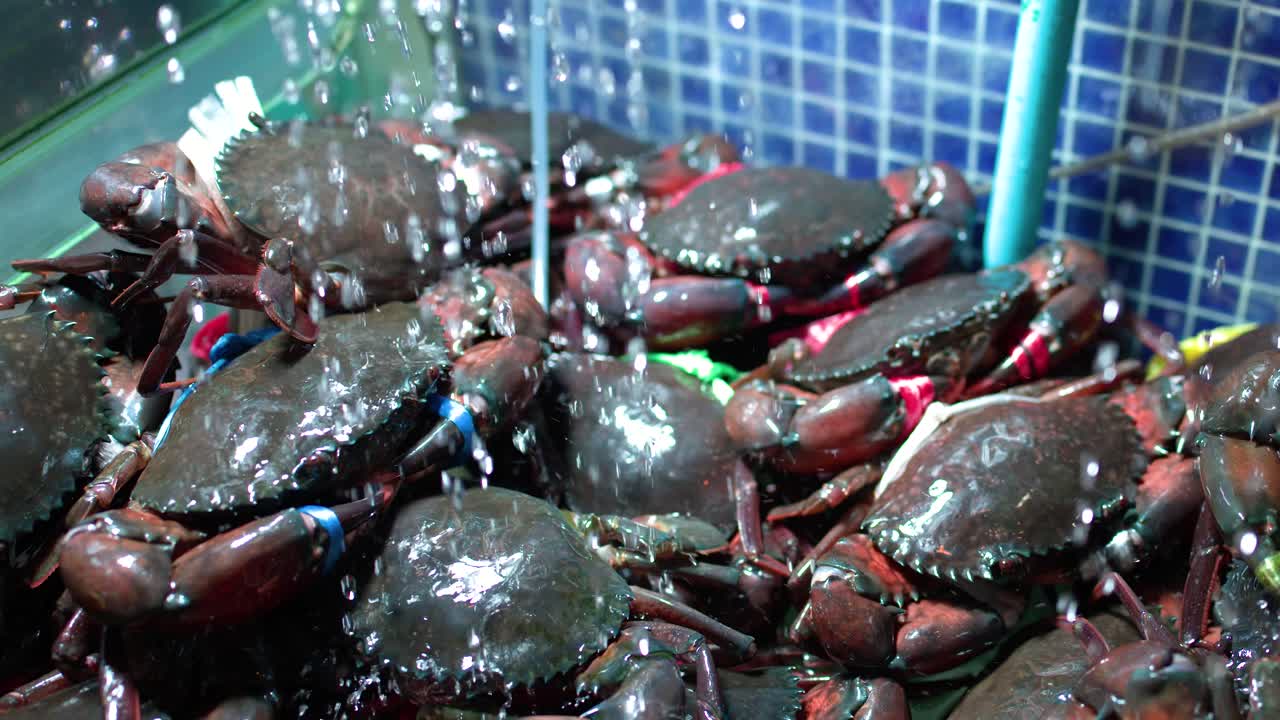 Close-up shot of live mud crabs with tied claws inside a restaurant aquarium tank