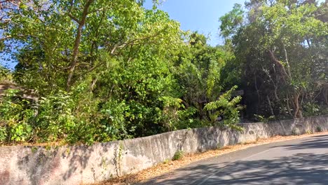 a tranquil drive through lush greenery at khao kheow open zoo, chonburi, thailand. sunlit roads and vibrant foliage create a serene atmosphere