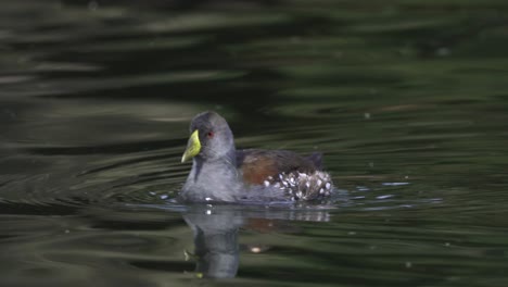 Spot-flanked-gallinule-swims-in-dark-water-and-dips-beak,-close-up