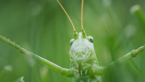 Portrait-of-a-large-green-locust.-Head-close-up-in-the-frame