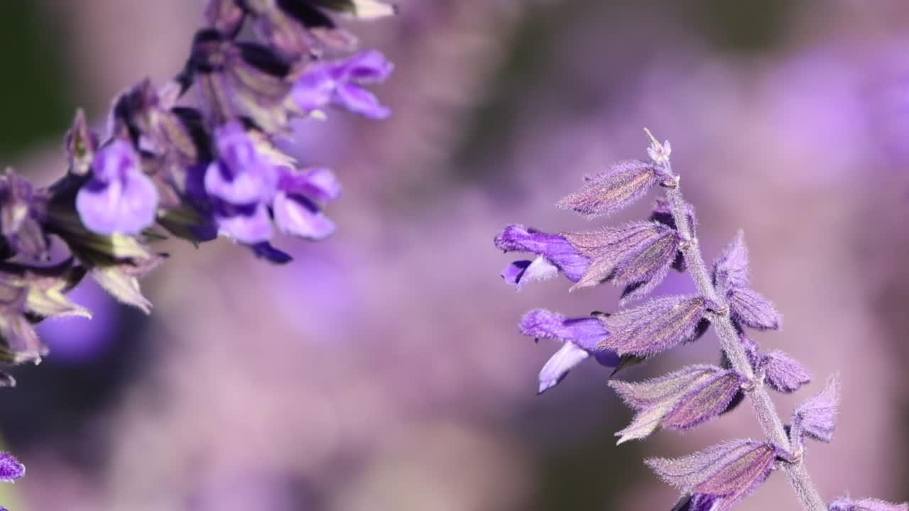 Dettaglio ravvicinato di vivaci fiori di lavanda viola che si muovono delicatamente su un morbido sfondo bokeh