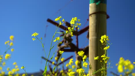 vibrant yellow mustard flower bouncing in the wind near a vineyard stack with a blue sky