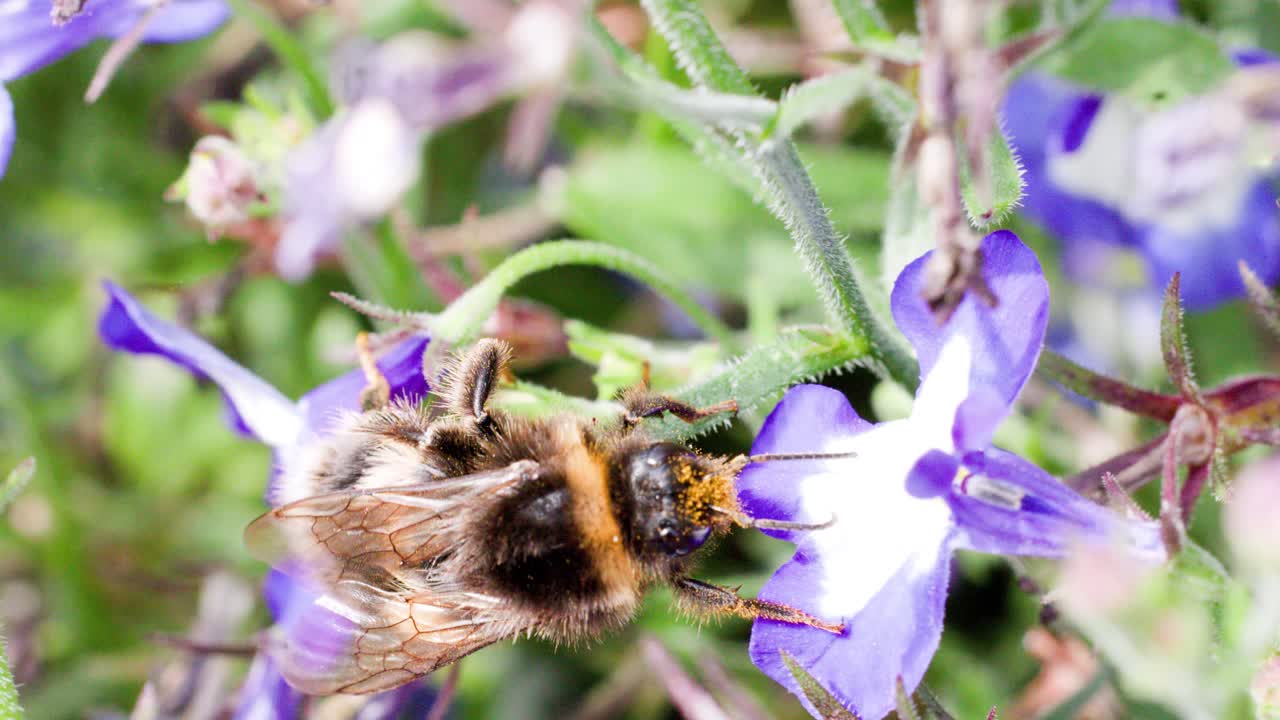 Un abejorro recolecta polen activamente de vibrantes flores de lavanda moradas en un jardín inglés soleado, capturado en un primer plano macro con poca profundidad de campo.