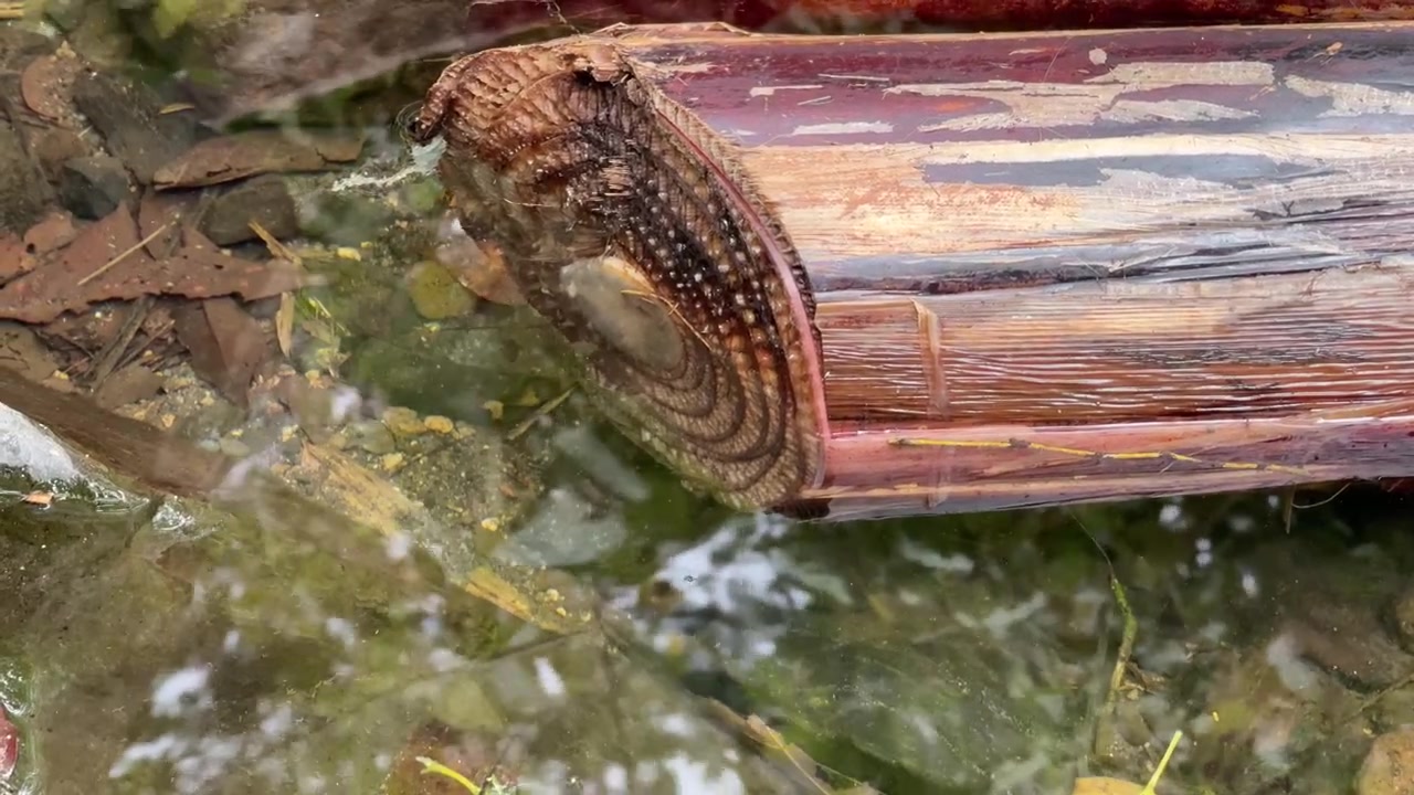 Acqua che scorre su un tronco di banano tagliato
