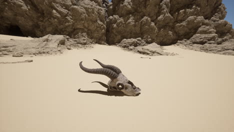 un cráneo en el desierto