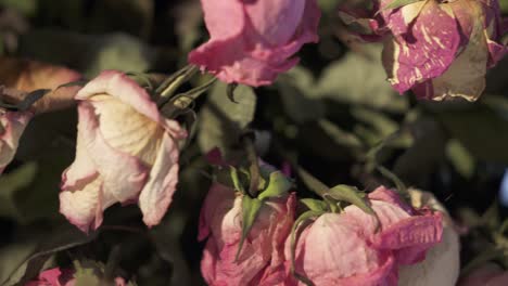 bouquet of withered rose flowers. dried pink cream yellow roses closeup