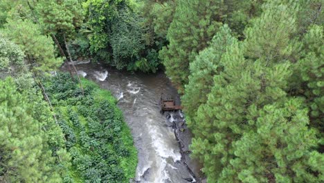 river inside spruce tree forest canopy, dense woodland timber nature aerial