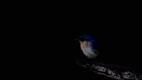 de pie en una rama, una mosquitera azul indochina cyornis sumatrensis está rodeada por la oscuridad de la selva tropical del parque nacional kaeng krachan, en la provincia de phetchaburi en tailandia