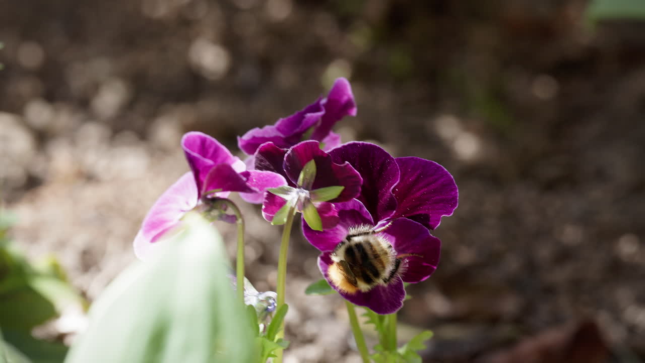 Bumblebee flies from blossom to blossom of a liana flower to collect nectar