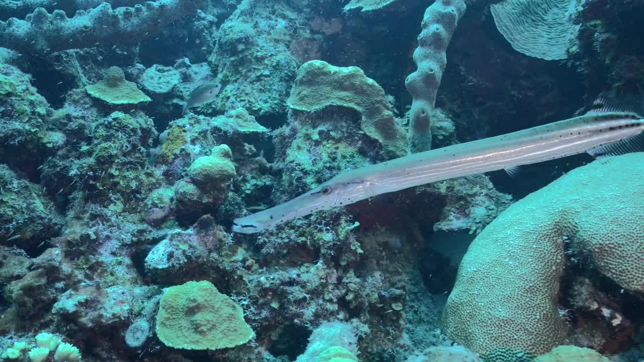 Close-up shot of a trumpetfish swimming near the reef, showcasing its sleek body and graceful movement in the vibrant underwater world