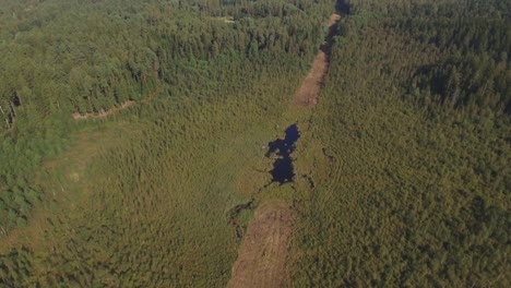pantano formado en la sección-1 del bosque recortado talado