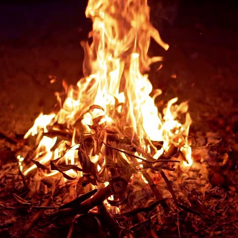 wood burning on fire