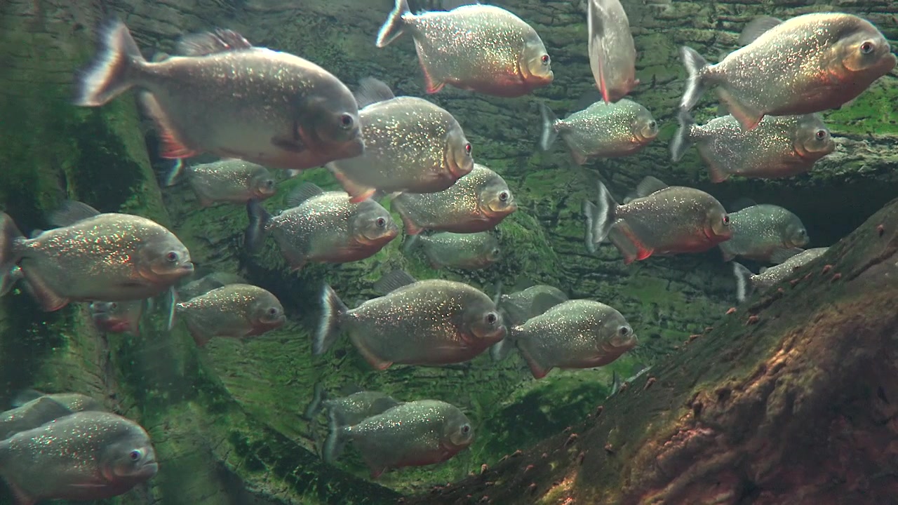 水槽の中を泳ぐピラニアの群れ