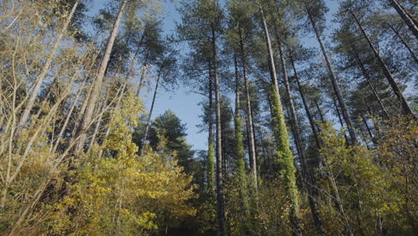 low shot of tall pine trees in forest against blue sky