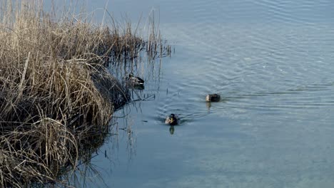 Stockenten-Schwimmen-Tagsüber-Auf-Einem-Teich