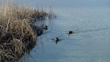 patos reales nadando en un estanque durante el día