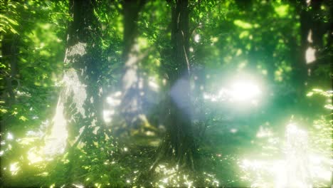 sun light in the green forest