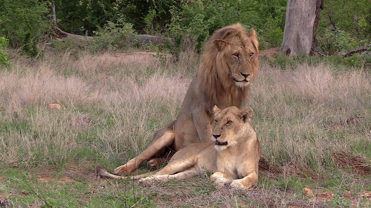 Leone maschio siede accanto alla leonessa sull'erba alta e fa la guardia in Sudafrica