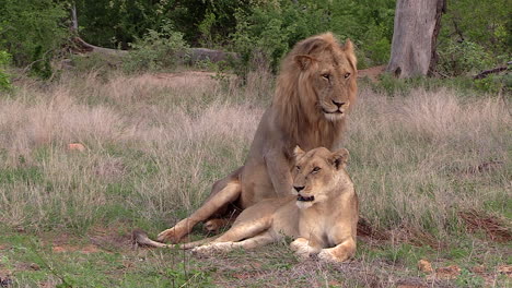 Männlicher-Löwe-Sitzt-Neben-Löwin-Auf-Hohem-Gras-Und-Hält-Ausschau-In-Südafrika