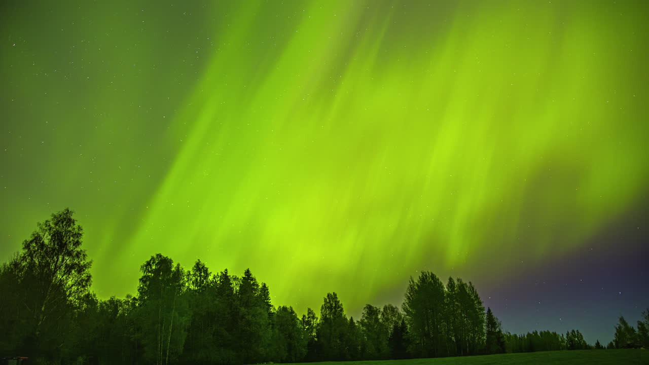 un bosque está iluminado por las luces verdes del norte bailando en el cielo