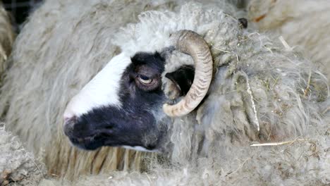 sheep and lambs on farm animals