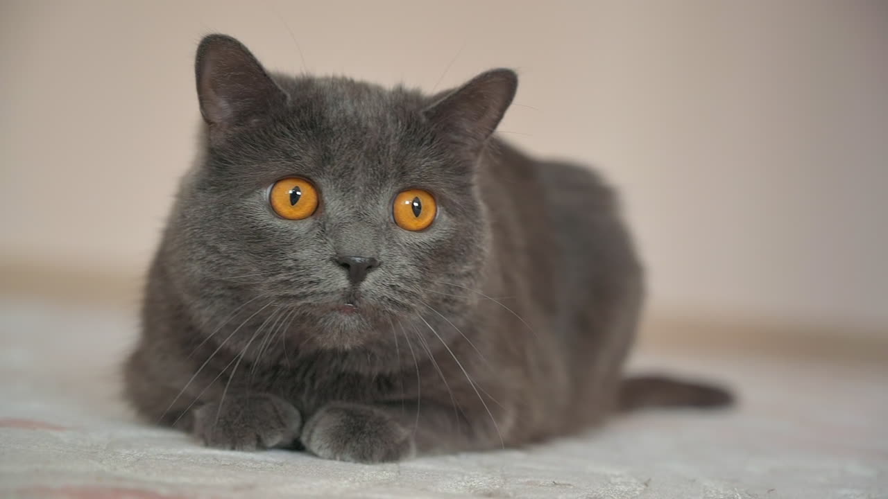 Close up of British Shorthair cat resting on the carpet