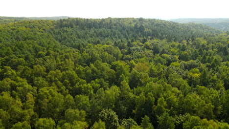 Endless-Witomino-forest-Gydnia-Poland-aerial-wide