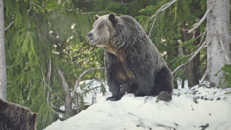 Zwei-Furchterregende-Braune-Grizzlybären-Sitzen-Auf-Einem-Schneebedeckten-Hügel