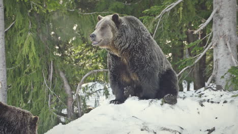 two fearsome, brown grizzly bears sit atop a snowy hill