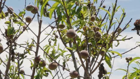 árbol de durazno con frutas contra el cielo soleado en un día ventoso