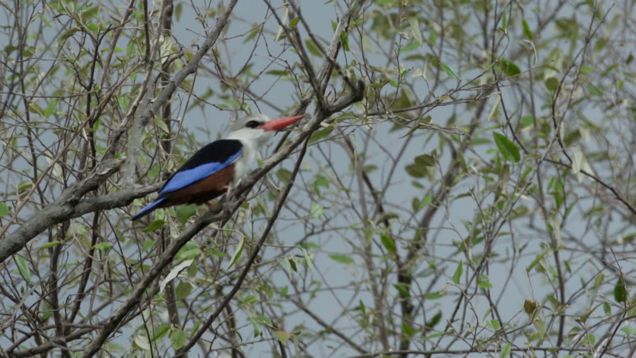 cámara lenta del martín pescador de cabeza gris en un árbol con hojas, despegando de izquierda a derecha mostrando su colorido plumaje